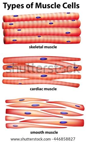 Please let us know what else would be most useful for you and we might draw it! Smooth Muscle Cells Stock Images, Royalty-Free Images ...