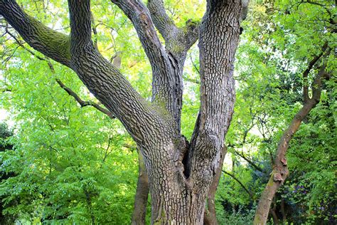 How To Grow And Care For Black Walnut Trees The Home Service News