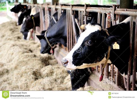 Milk Cow Stock Image Image Of Cattle Countryside Farm 28718243