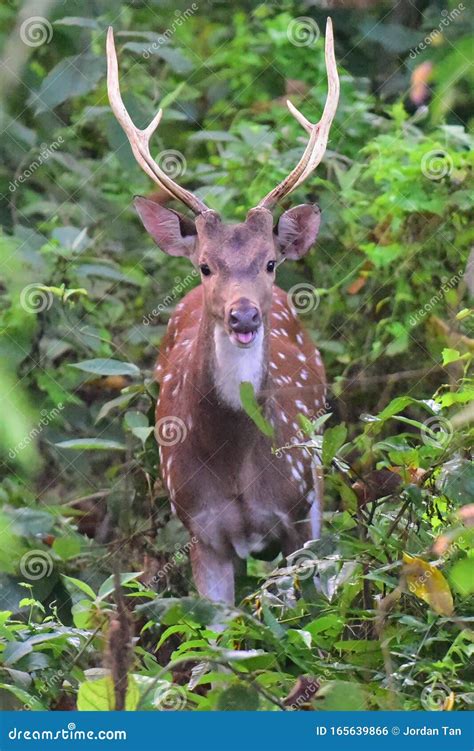 A Male Adult Red Spotted Deer With Large Antelopes In Chitwan National