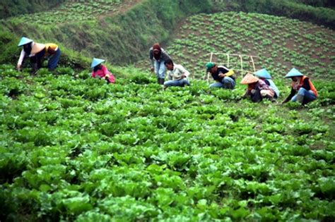 Memaksimalkan Manfaat Sayuran Halaman 1