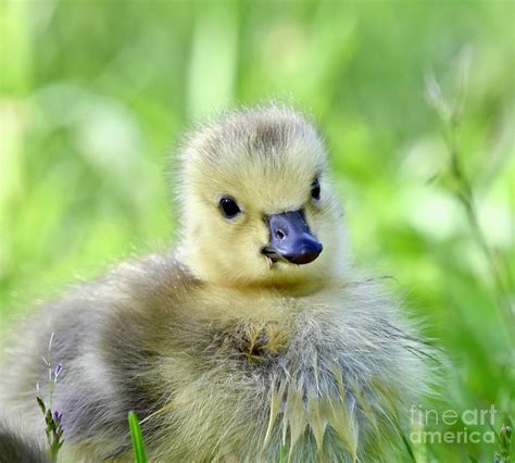 Adorable Baby Goose Photograph By Jeramey Lende