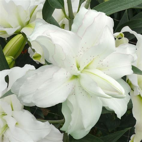 Buy Lotus Lily Bulb Lilium Lotus Beauty £399 Delivery By Crocus