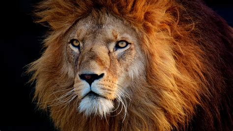Closeup Of Bold Lion Hd Lion Wallpapers Hd Wallpapers Id 58444