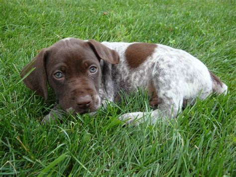 55 Most Popular Pointer Dog Names Pointer Puppies Gsp Dogs German