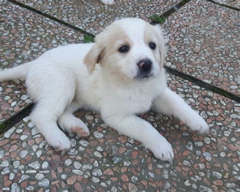Buongiorno a tutti, mi presento sono una cucciolona di. Cagliari: CUCCIOLI IN REGALO: #regalo #cuccioli #cani # ...
