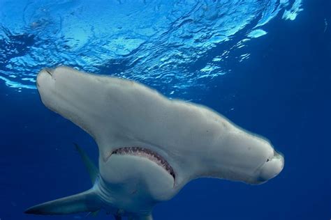 Hammerhead Sharks Roll Over And Swim Sideways To Save Energy New Scientist