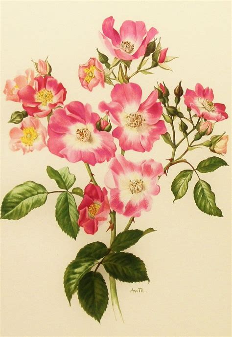 1960s Honeysuckle Pink Rose Flower Print Vintage Botanical