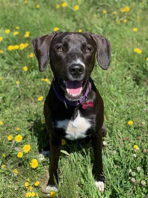 The Blue Heeler Lab Mix Is This The Right Dog For You Your Dog Advisor