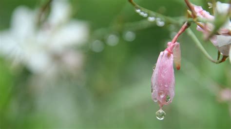 Desktop Wallpaper Morning Dew Drops Pink Flower Hd Image Picture