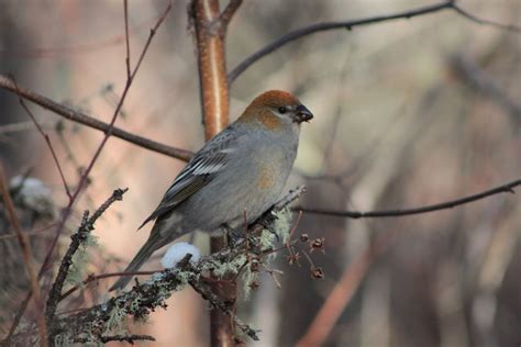 Northern Alberta Winter Bird Whatsthisbird