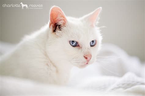 8 Tips For Capturing Creative Cat Photos