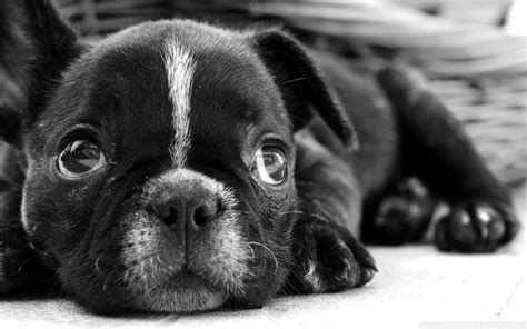 Black French Bulldog Puppy Dog Animal Hd Wallpaper Peakpx