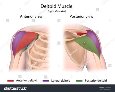 Find the perfect front back muscles stock photo. Deltoid Muscle Color Coded Front And Back Views. Stock ...