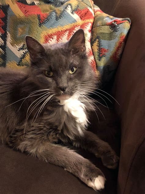 My 19 Year Old Cat Taught Me Everything I Need To Know About Aging