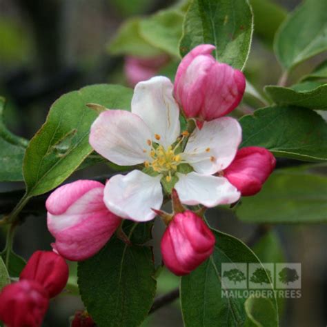 Malus Gorgeous Crab Apple Tree Mail Order Trees