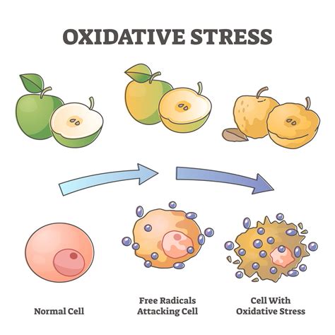 Oxidative Stress Aging As Free Radical Cell Attacking Process Outline