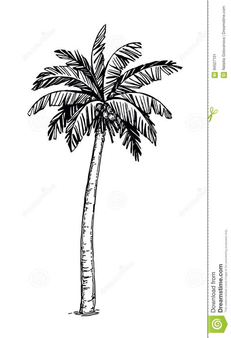 Illustration About Hand Drawn Vector Illustration Of Coconut Palm Tree