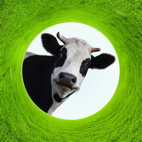 Cow Smiling Stock Photos Pictures And Royalty Free Images Istock