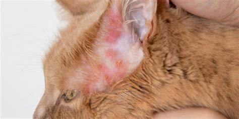 Urticaria In Cats Causes Symptoms And Treatment