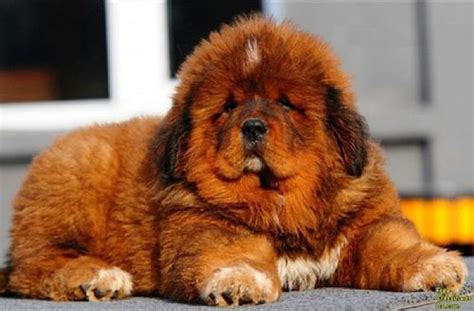 Top 10 Funniest Looking Dog Breeds Sheknows