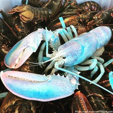 Cotton Candy Colored Lobster Caught Off Atlantic Coast