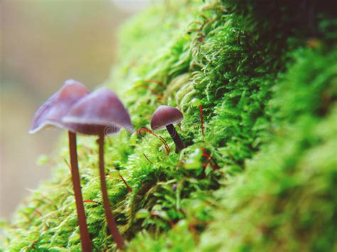 Autumn Mushrooms In The Forest Stock Image Image Of Mushrooms Autumn