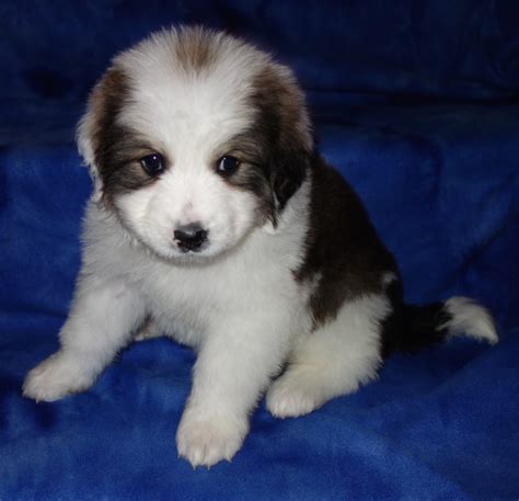 The bernedoodle is a magnificent cross between an akc bernese mountain they also get along great with children as well as other household pets. Great Bernese Mountain Dog Puppies for Sale Colorado