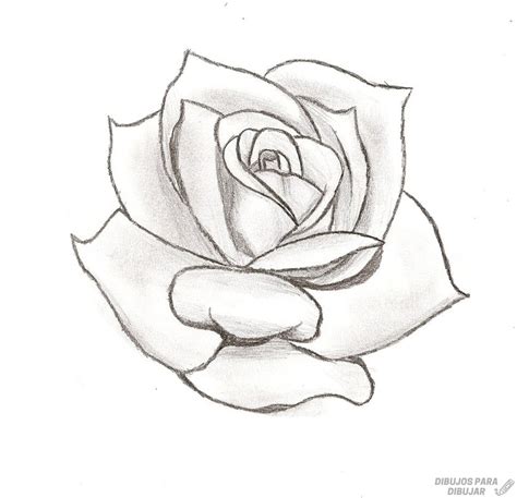 磊 Dibujos de rosas190Lindas y a lápiz
