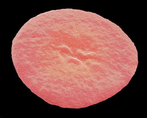 Fish Red Blood Cell Photograph By Steve Gschmeissner Fine Art America