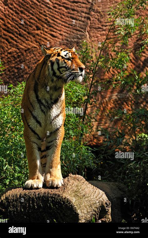 Siberian Tiger Panthera Tigris Altaica Standing With Wet Fur On A