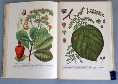 Botanical Illustration Book Vintage Tropical Plant Book Etsy