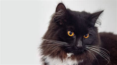 Пушистый черный кот с оранжевыми глазами морда крупным планом обои