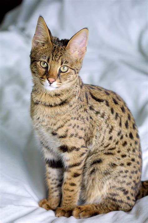 گربه ساوانا ویکی‌پدیا، دانشنامهٔ آزاد