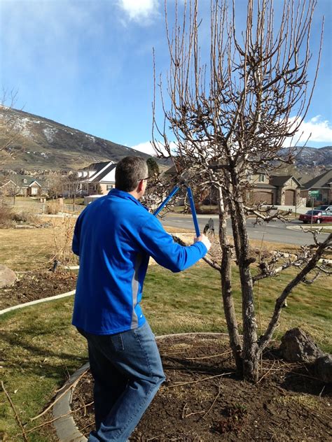 Time Of Our Lives Pruning The Bartlett Pear Trees