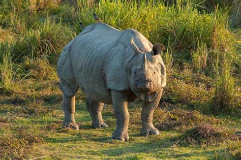 Rhino Numbers Are On The Rise In Nepal Howzit Kohala