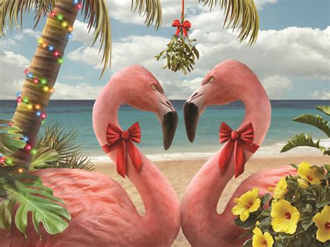 Check spelling or type a new query. Tropical Kiss Pink Flamingos Holiday Paradise Kersten Boxed Christmas Cards | eBay