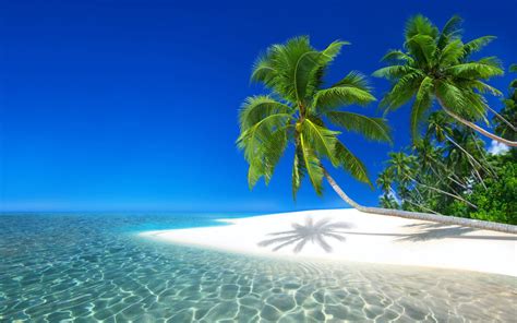 Download Palm Tree Island Beach Sea Seychelles Nature Tropical 4k Ultra
