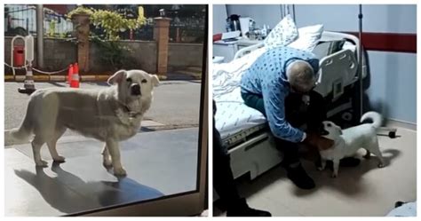 Der Treue Hund Saß Viele Tage An Der Tür Des Krankenhauses Und Wartete