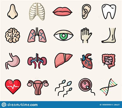 Colorful Icons Of Anatomy And Human Body Parts Vector Isolated