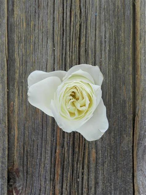 Wholesale Alabaster White Garden Roses Delivered Online Flowerfarm