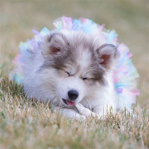 Fluffy cute husky puppy wallpaper. Huskies On Instagram, Cute Dogs, Dog Lovers, Husky, Husky ...
