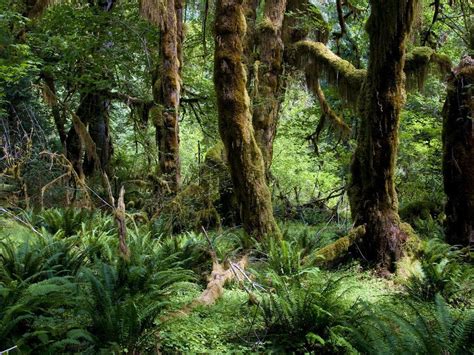 Mossy Amazon Jungle Trees Our World In 2019 Jungle Tree Forest