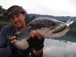 This aggressive fish is native to china, southern. Snakehead Fishing in Malaysia