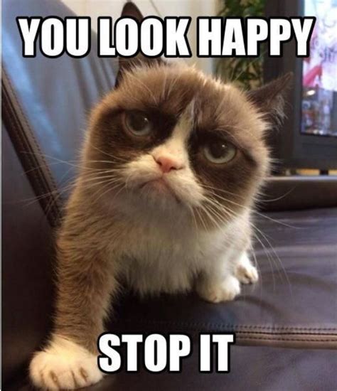 Pin By Niki Aydarov On Cute Animals Funny Grumpy Cat Memes Grumpy