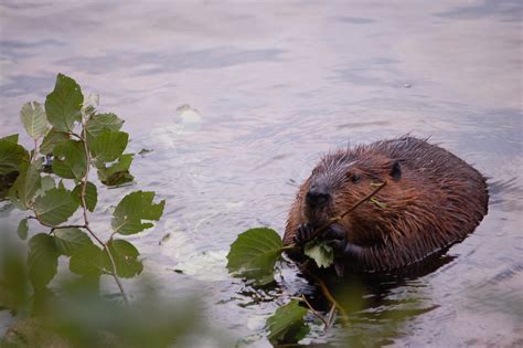 Beaver Beaver Eating Leaves In Maine Lindsey Krause Flickr