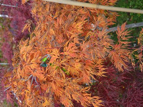Check spelling or type a new query. Green Cascade Japanese maple, fall color. - Mike's ...