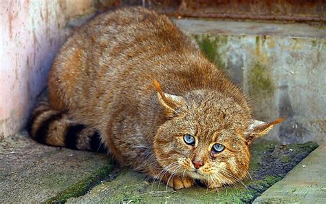 The Six Species Of Cats Of The Felis Genus