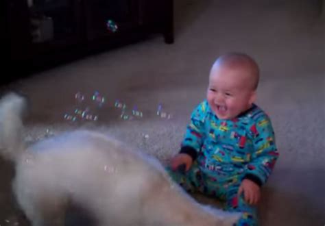 Dog Eats Bubbles Baby Laughs World Rejoices Video The Hollywood Gossip