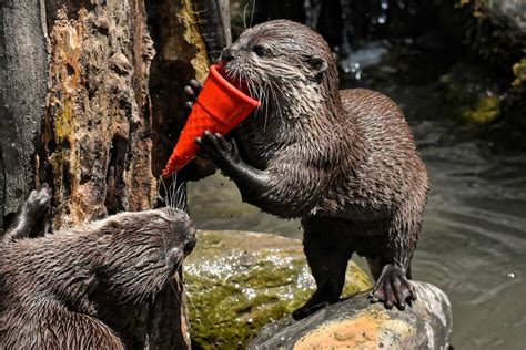 50 Irresistible Otter Facts That You Never Knew About